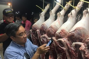 職能力量檢查豬隻所配戴的識別環上的條形碼。（圖片來源：互聯網）