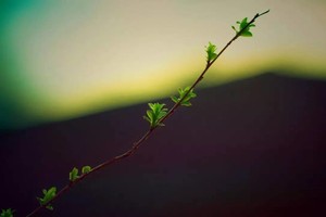 （示意圖源：互聯網）