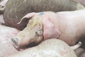 屠宰場給豬隻注射安眠藥。