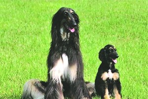 幼年時的“史努比”（右）和“Tai”（左）。