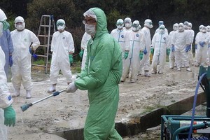 日香川縣爆發 H 5 禽流感。