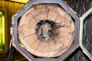 獵犬卡橡樹 20 年變“木乃伊”