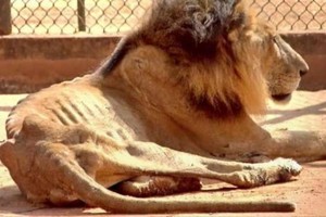 山獅瘦得能看到一排肋骨。