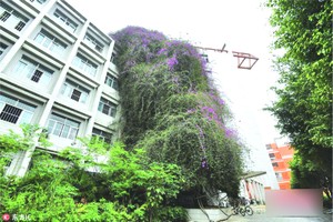  30 米高“鮮花瀑布”