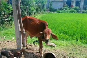 （圖源：互聯網）