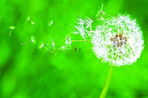 蒲公英的身影