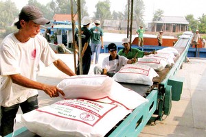 越南大米出口生產線。