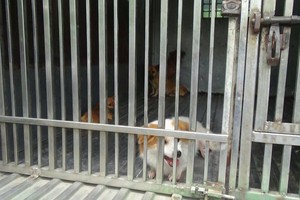 隨處亂跑犬隻被捕後將獲帶回第一郡德河坊梅氏榴街３１號。