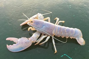漁民捕獲極罕見白化龍蝦