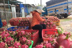 平順省火龍果價格暴跌