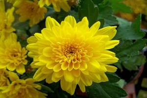 （圖源：互聯網。）