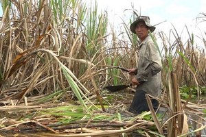 農民的甘蔗田因淹水受損。