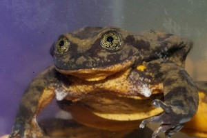 最孤單水蛙“羅密歐”有望“脫單”