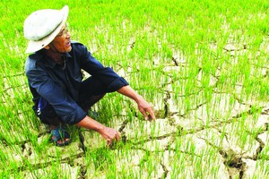 九龍江平原海水入侵乾旱災害。