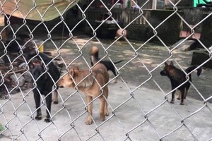 （  圖源：互聯網）