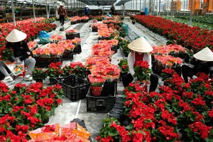大勒是我國最大花卉供應中心。