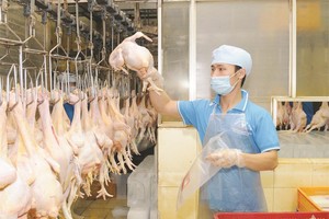 家禽屠宰單位加強確保衛生安全工作。