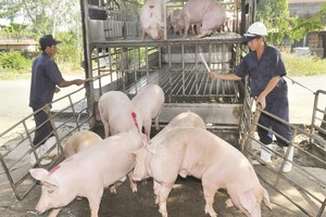 本市加強防止非洲豬瘟檢查工作。