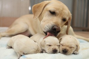 （示意圖源：互聯網）