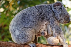 （圖源：互聯網）