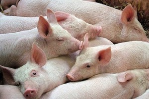 （圖源：互聯網）