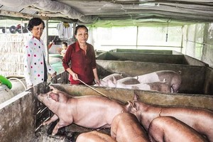 積極做好非洲豬瘟疫情處置工作