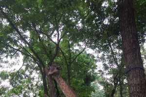 （示意圖源：互聯網） 