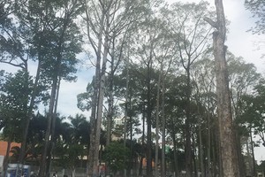 文郎公園內的多棵大樹逐漸枯萎。