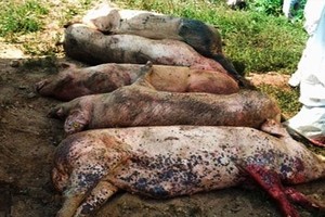 （圖源：互聯網） 