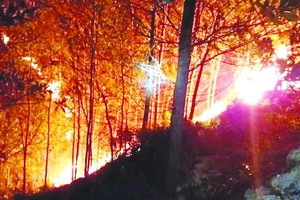 廣南省軍民通宵撲滅林火