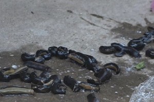 （圖源：互聯網） 