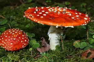 （示意圖源：互聯網）