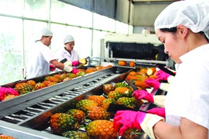 農產品出口生產線。