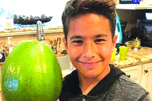 巨牛油果刷新世界紀錄