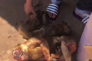 （圖源：互聯網） 