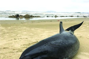 在廣義海灘發現 60 公斤鯨魚屍體