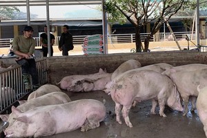 不僅在越南，全球的豬隻售價也同樣上漲，特別是在中國，每公斤高達14萬元，有的地區每公斤20萬元、30萬元，因嚴重缺乏貨源所致。（圖源：互聯網） 