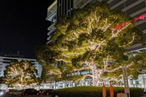 日本驚見「發光花椰菜」聖誕樹