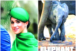 梅根（左圖）為《大象》旁述。