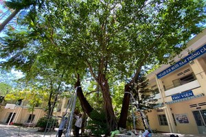 一些學校在鳳尾樹根部裝上安全支架。