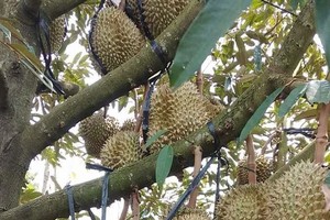 （示意圖源：互聯網）