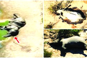 （圖源：互聯網）