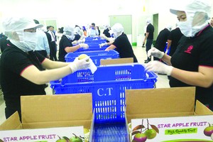 越南奶果出口外國市場。