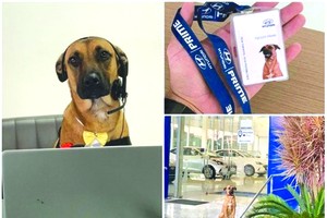 （圖源：互聯網） 