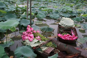 （圖源：互聯網） 