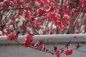 （圖源：互聯網） 