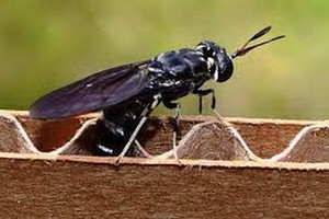 不少昆蟲含豐富的蛋白質，可作魚糧，營養回到自然環境，形成綠色循環經濟。