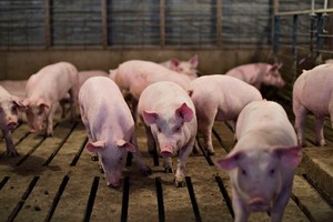 （示意圖源：互聯網） 