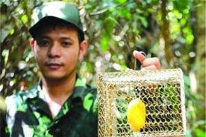 民眾反映在山茶半島設有許多捕獵陷阱的報訊，昨(26)日，峴港市山茶郡人委會已頒行第703號《公文》嚴懲在山茶半島設陷阱捕獵動物的行徑。