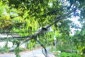 一根電線桿倒下壓住電線和一棵樹。